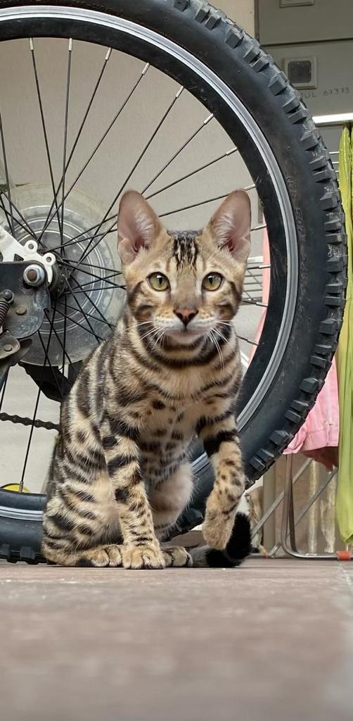 Bengal Breed 5 months old male kitten (price negotiable)